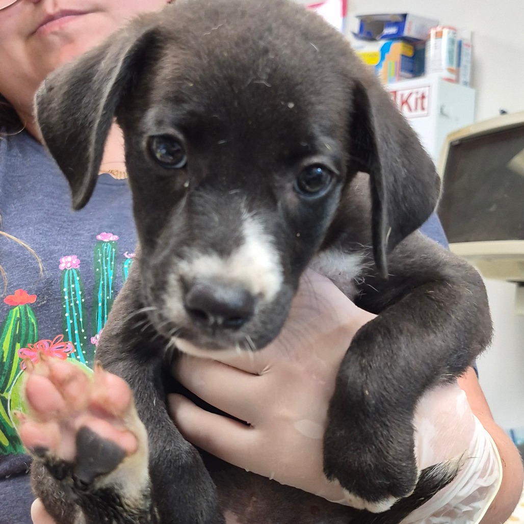 CHEESY GORDITA CRUNCH - Queensland Heeler / Boxer available for adoption