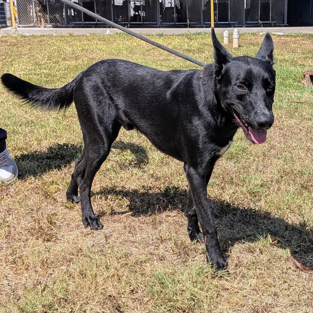 DOMINIC - Shepherd / Mixed Breed (Medium) available for adoption