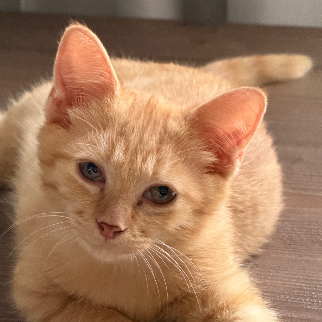 ANNA - Domestic Shorthair available for adoption