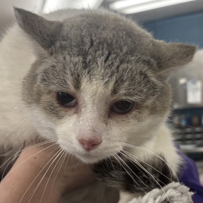 Shane — thumbnail 2