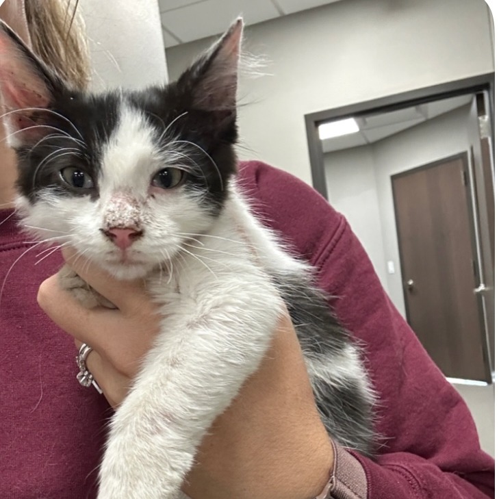 Kismet, available for adoption