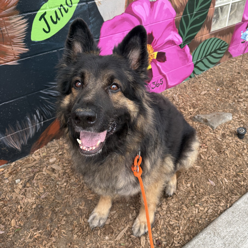 German Shepherd