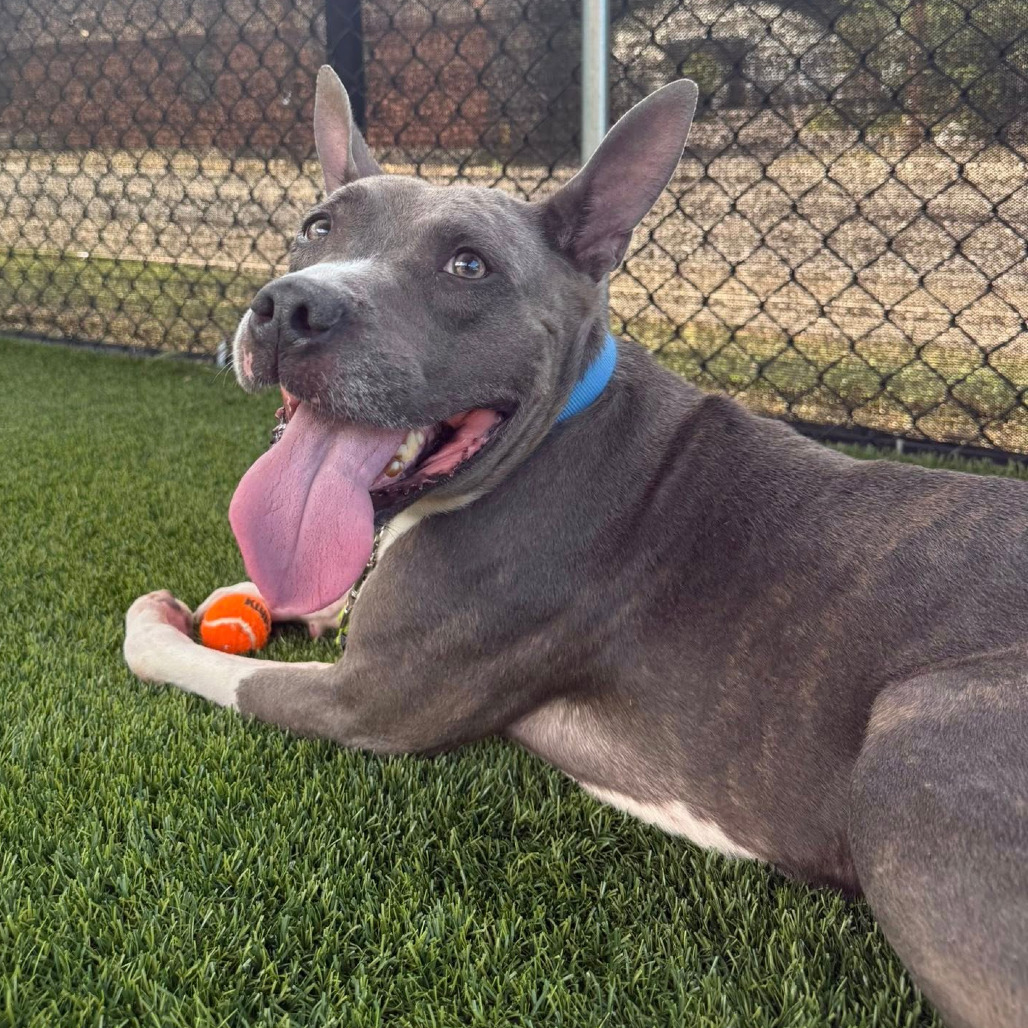 Photo of King Beetle 5