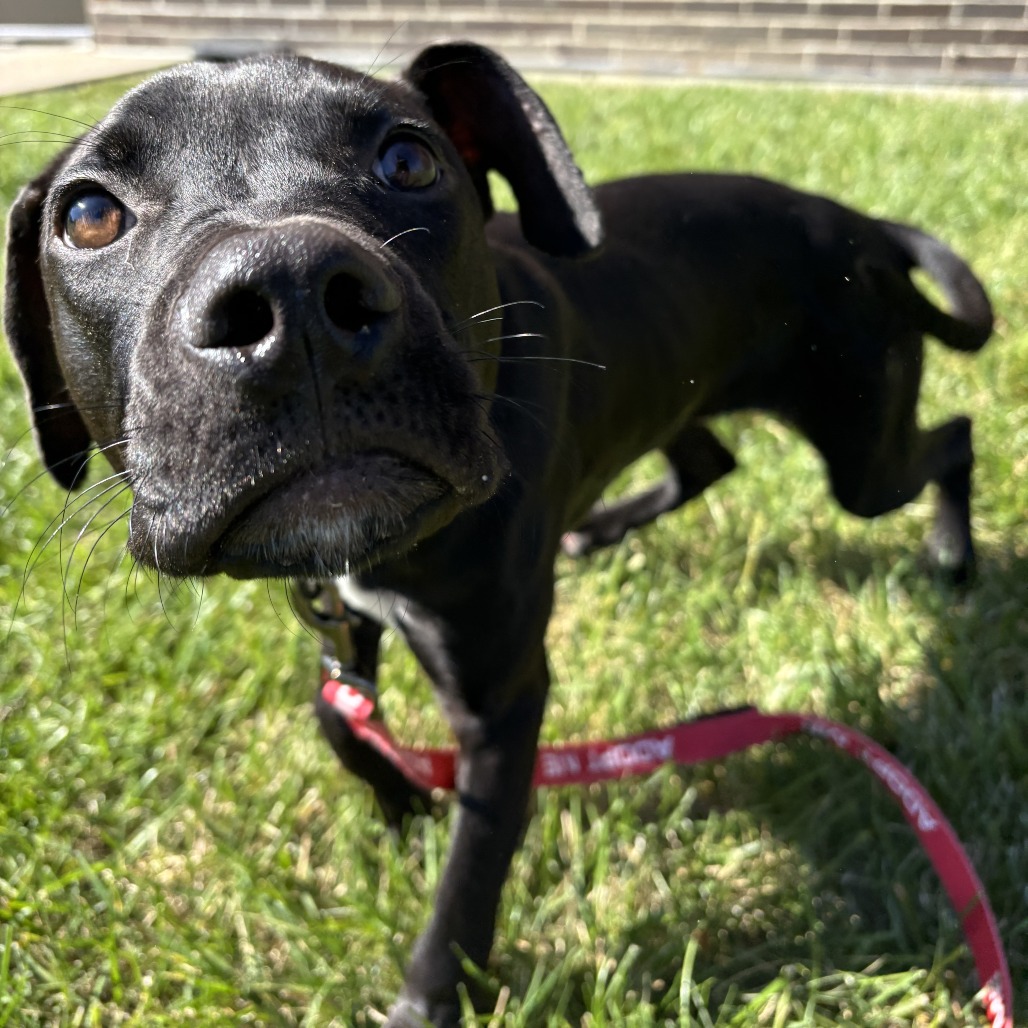 CHEWY - Mixed Breed (Medium) available for adoption