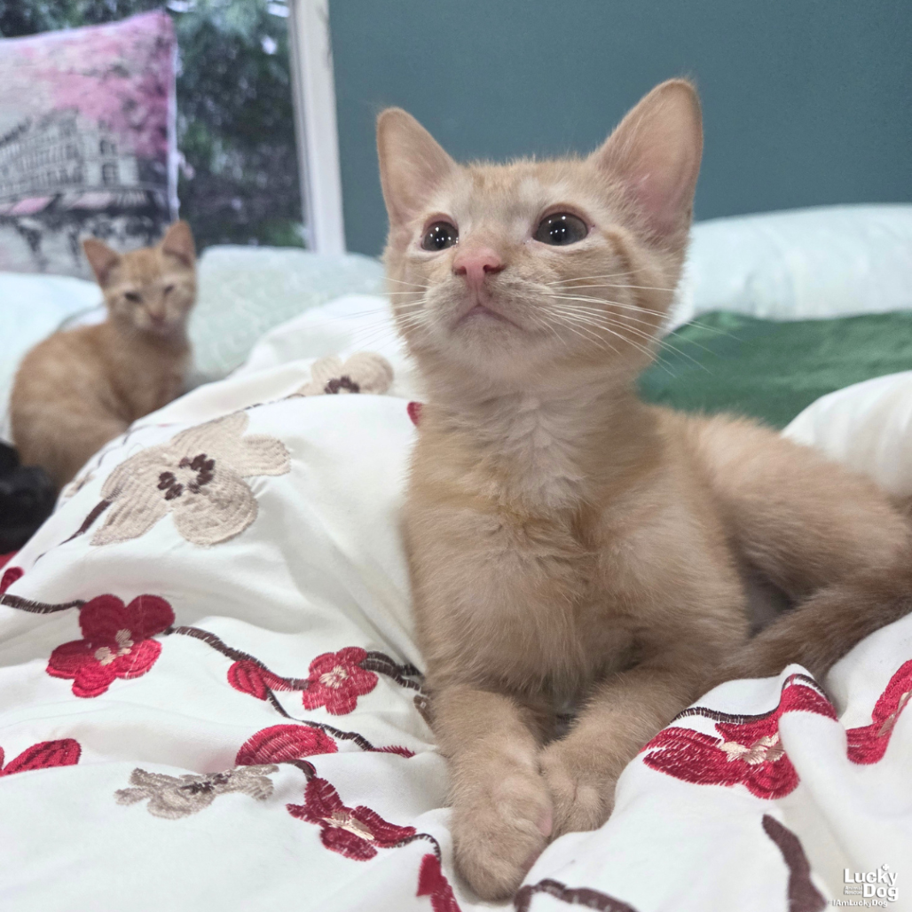 SCOFF - Domestic Shorthair available for adoption