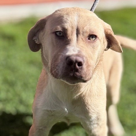 Kennel#29 Benny's preview photo