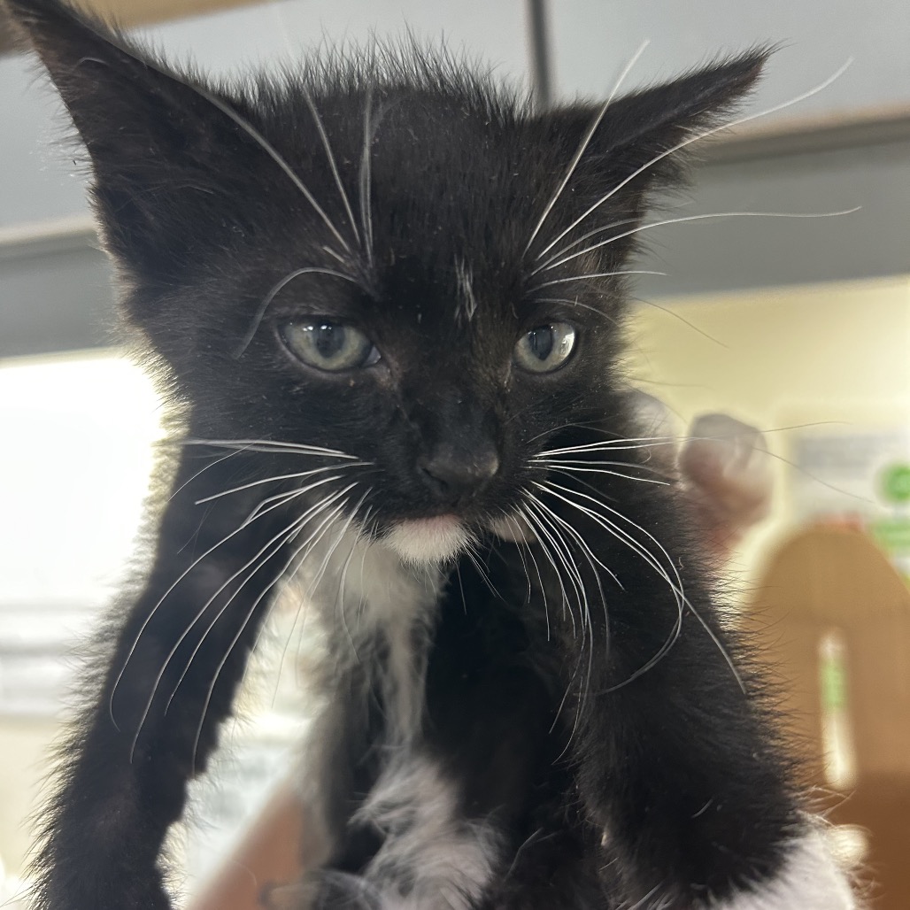 BRIDGER - Domestic Shorthair available for adoption