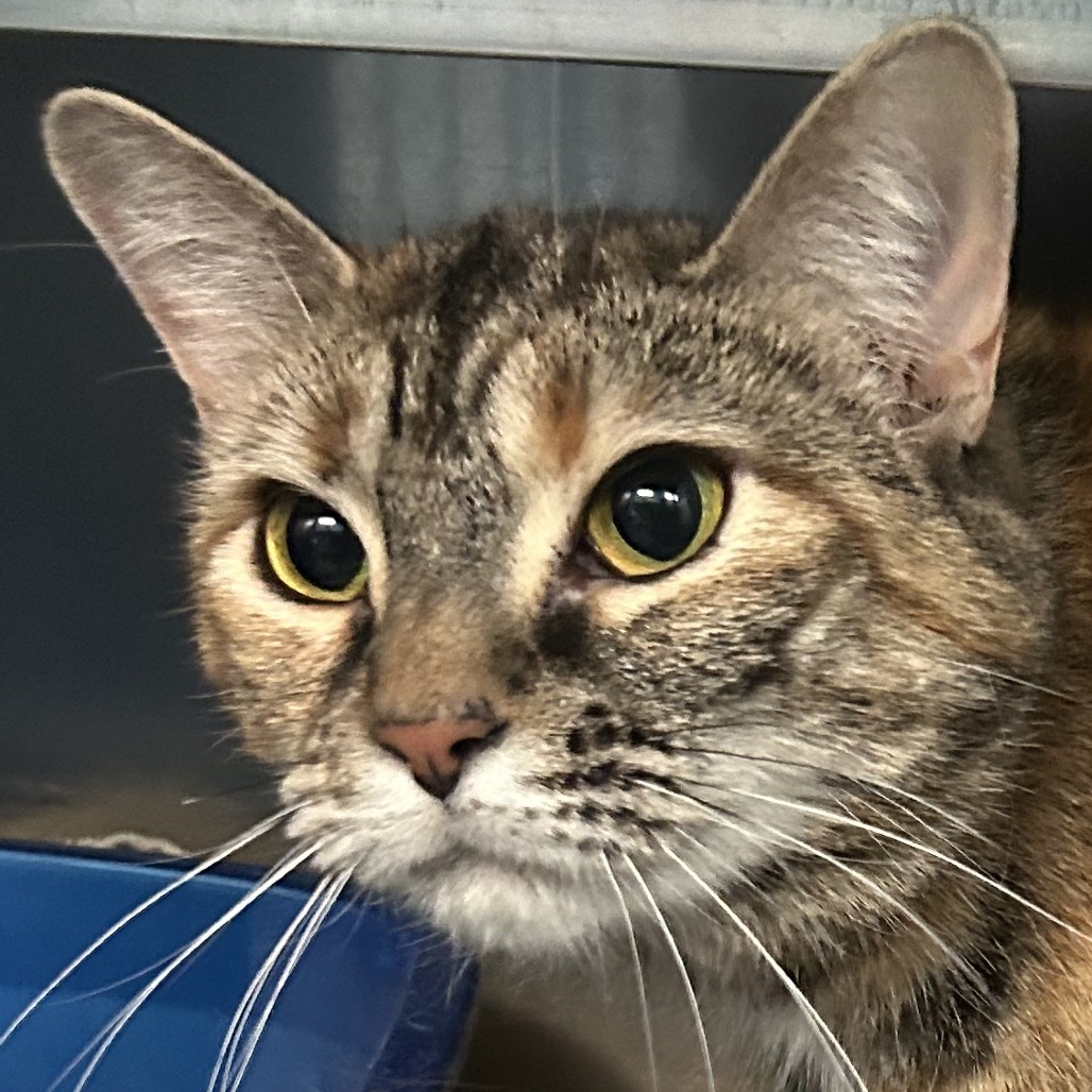 Felicity — thumbnail 2