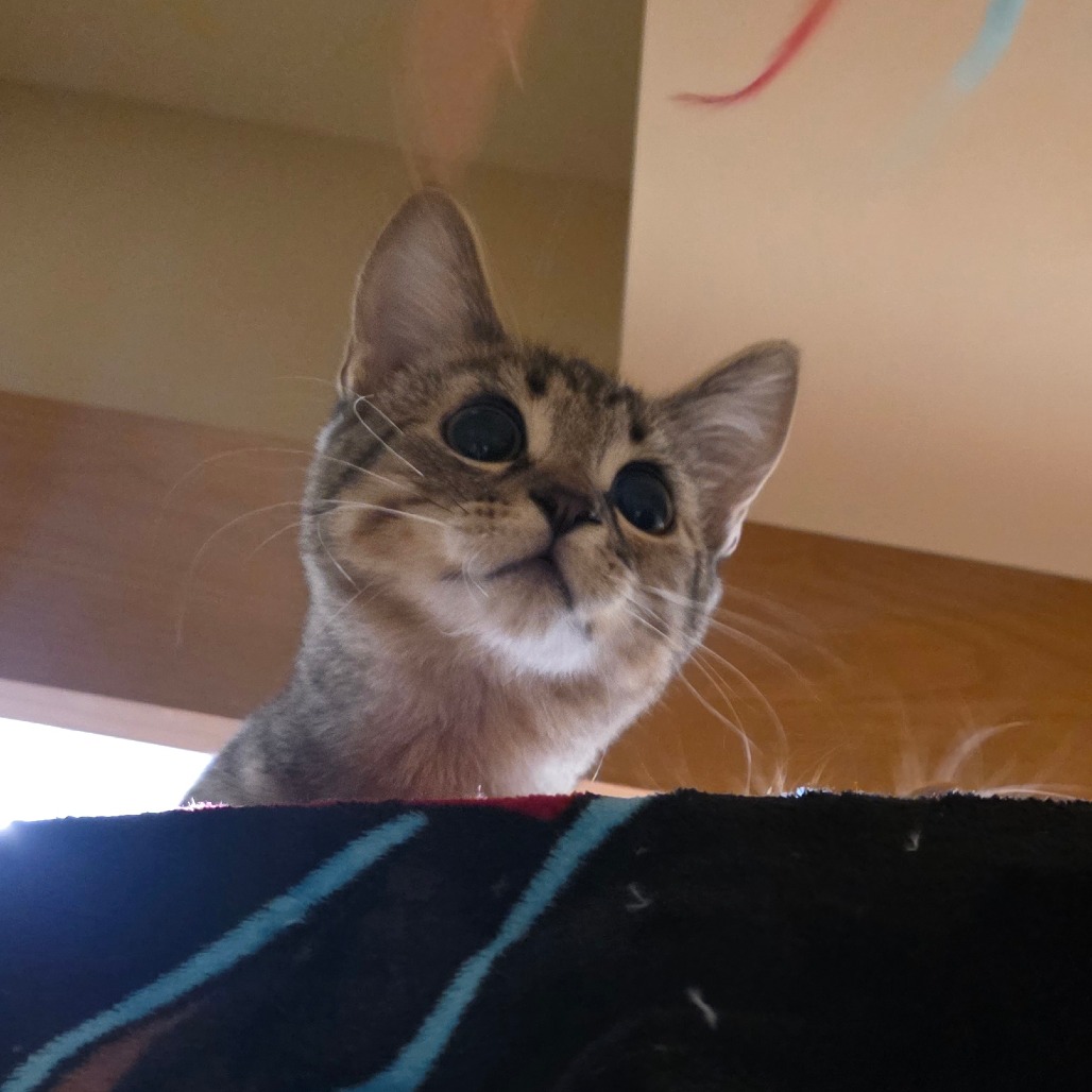ABBY, photo 4