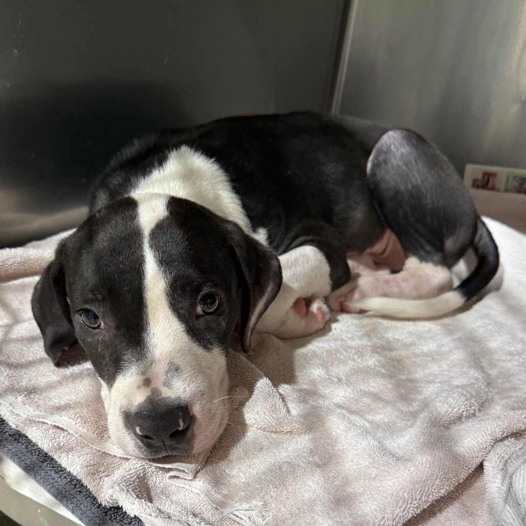 BUBBLE GUM - Mixed Breed (Medium) available for adoption