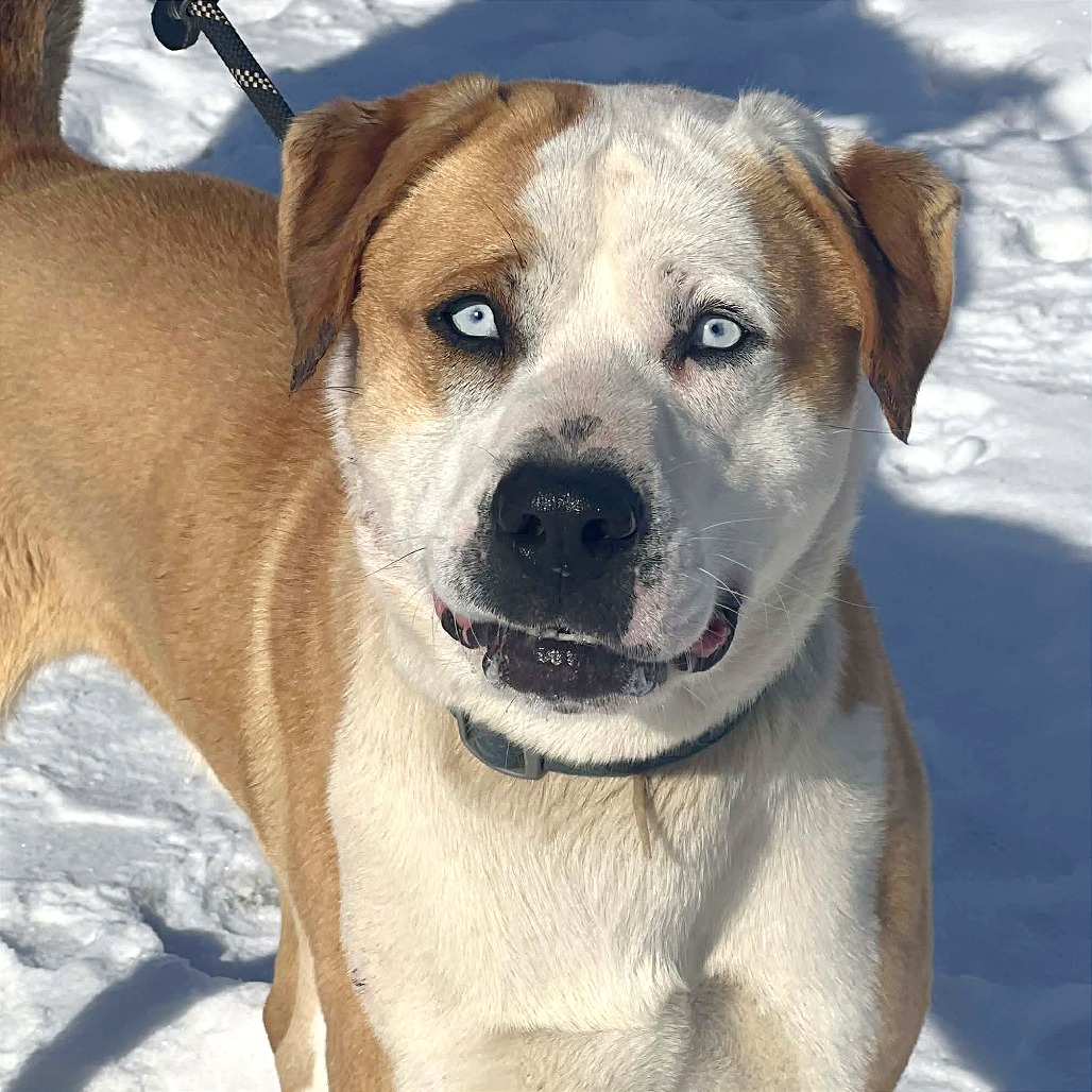 Frankie — thumbnail 3