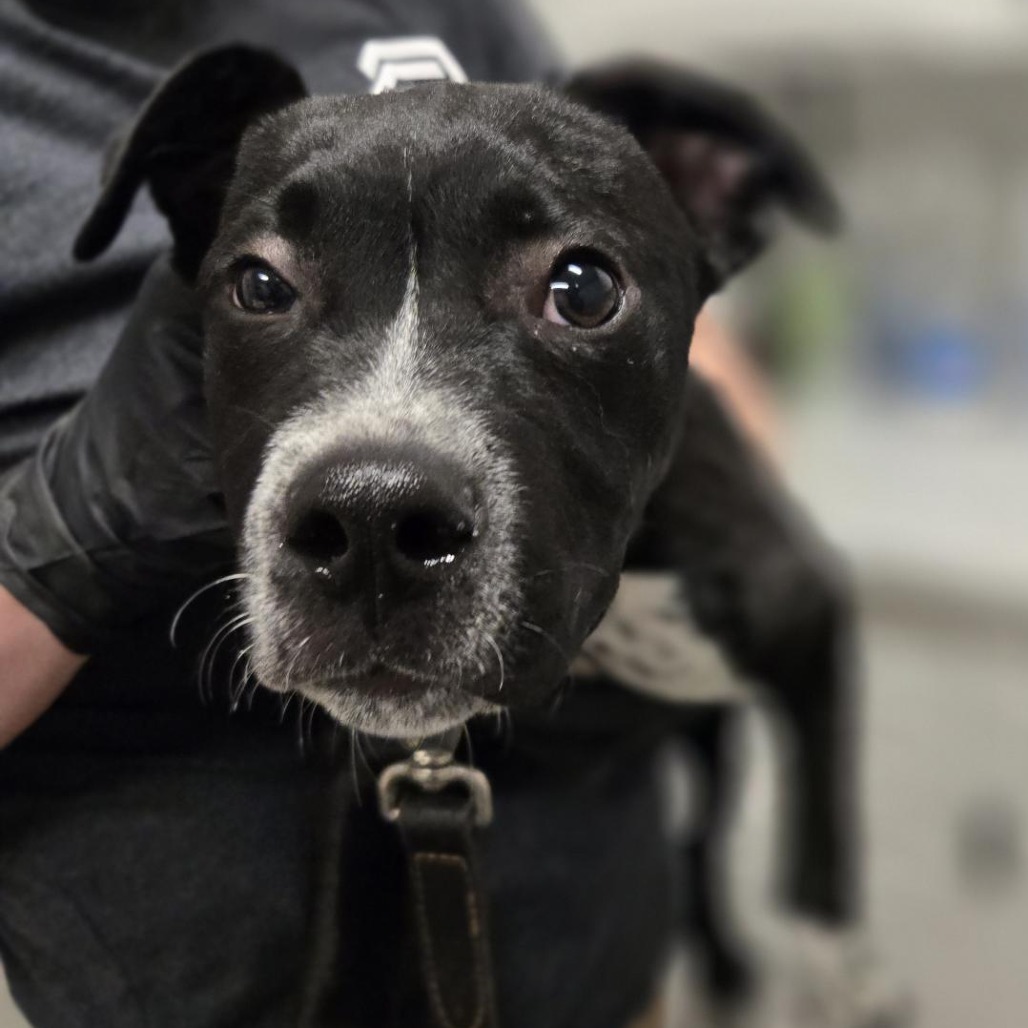 CLUTCH - Mixed Breed (Medium) available for adoption
