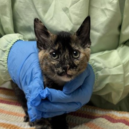 SPACE - Domestic Shorthair available for adoption