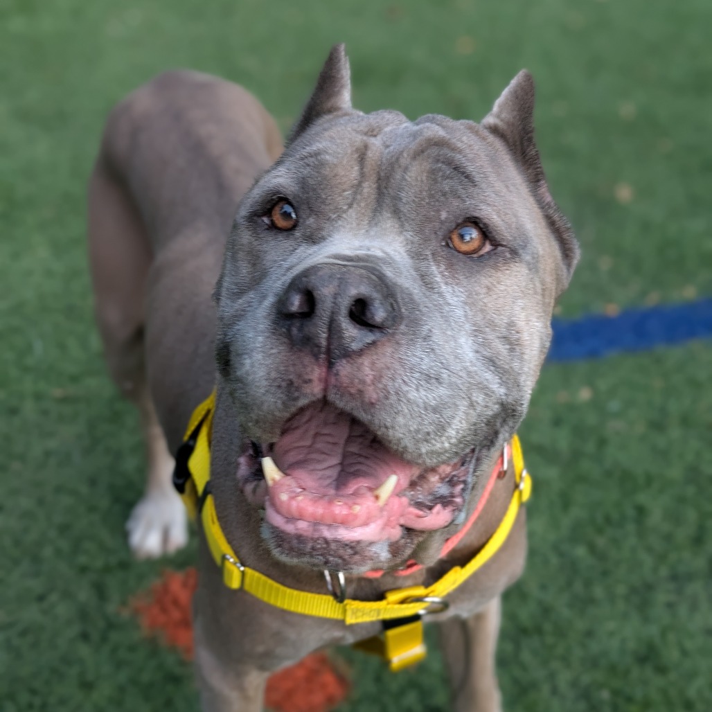 SOPHIA GIANNA - Mastiff / Cane Corso available for adoption