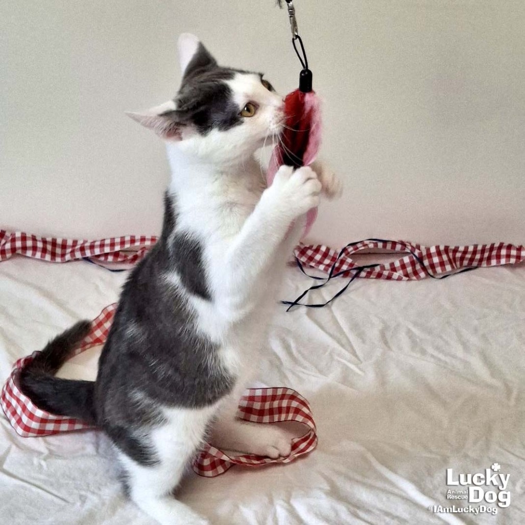 GEORGIE - Domestic Shorthair available for adoption