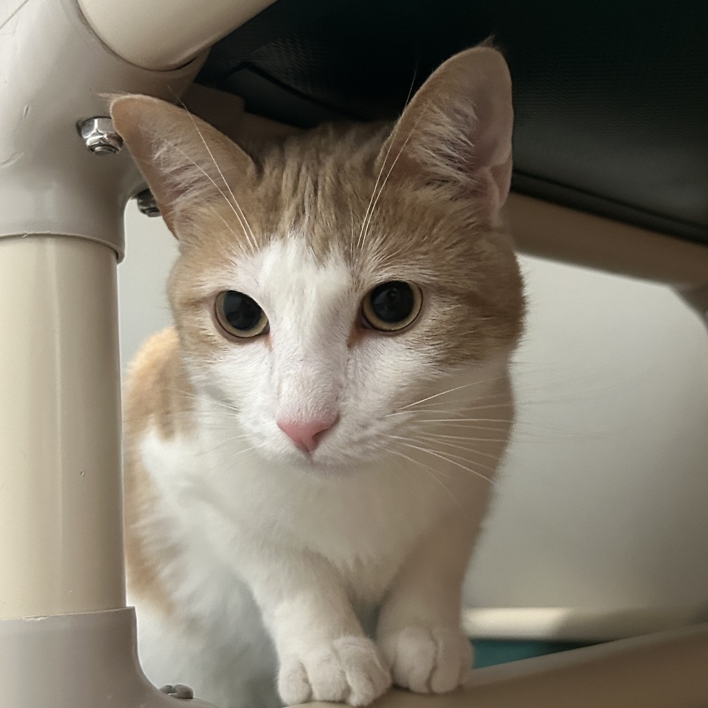 Xion — thumbnail 2