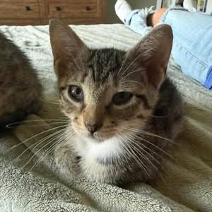 ANGELICA (BONDED WITH TOMMY) - Domestic Shorthair available for adoption