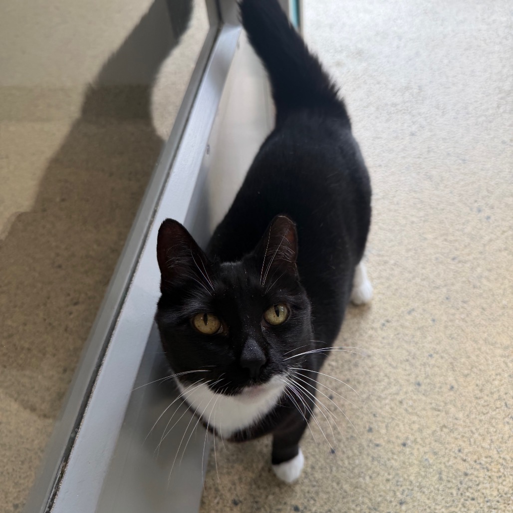 BOOTS - Domestic Shorthair available for adoption