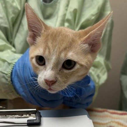 POWER - Domestic Shorthair available for adoption
