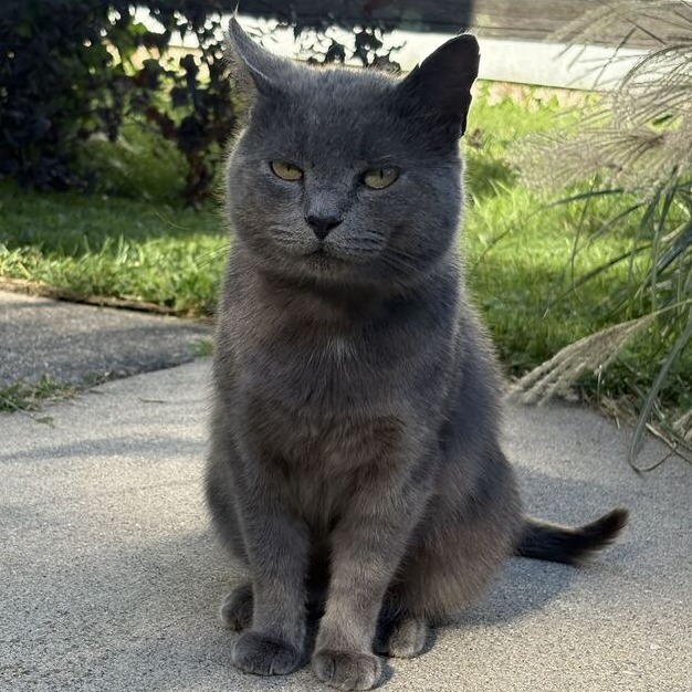 Stavros, photo 3