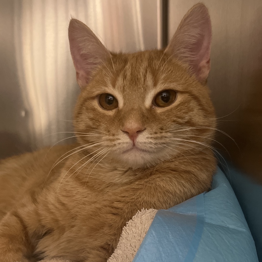 DIRK - Domestic Shorthair available for adoption