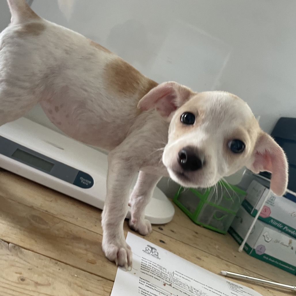 PRINCESS (PEANUT) - Chihuahua available for adoption
