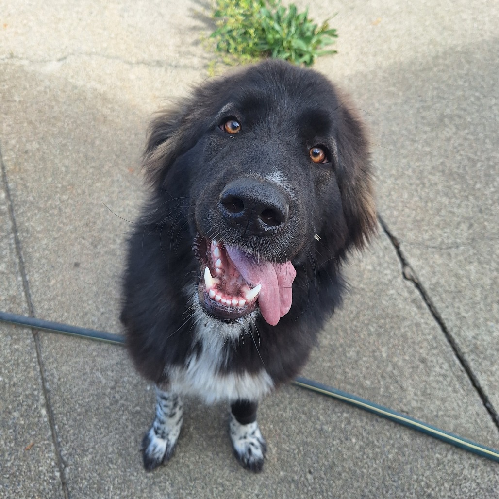 Kennel#18(Fig)'s preview photo