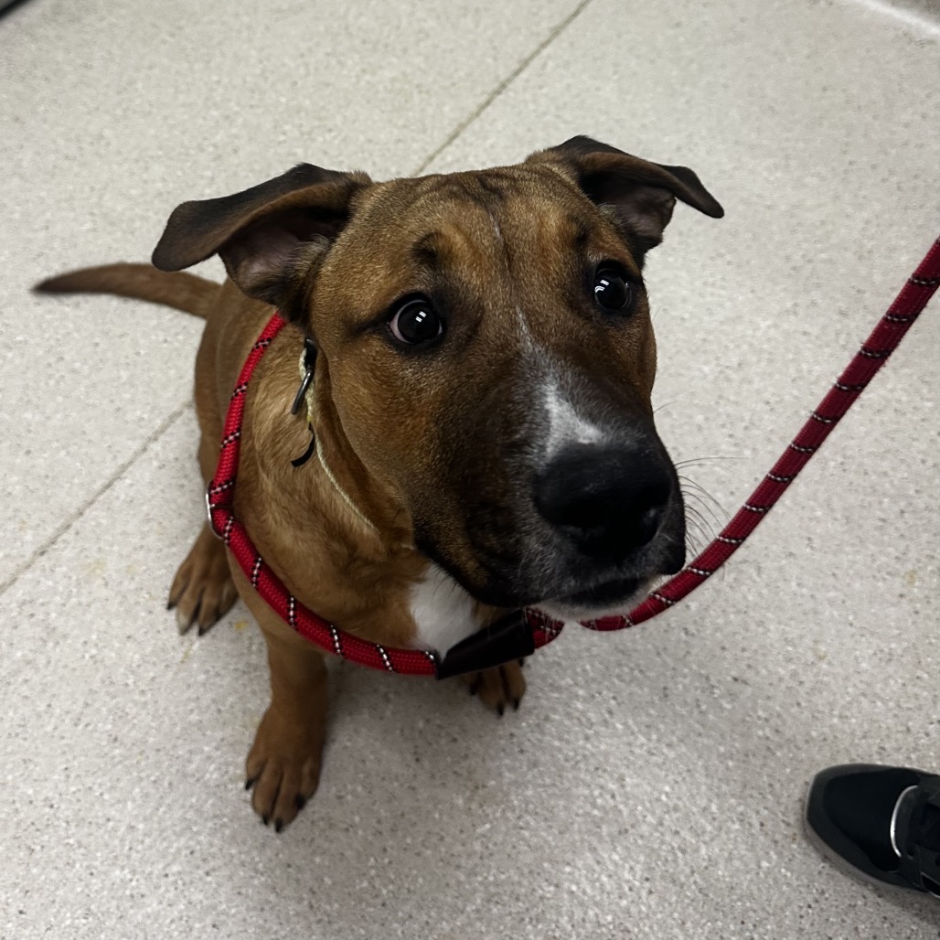 Bizzy — thumbnail 4