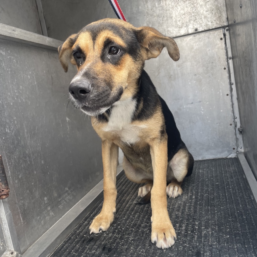 PRINCESS LEIA - Shepherd available for adoption