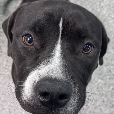 BUD - Terrier, Pit Bull / Mixed Breed (Medium) available for adoption