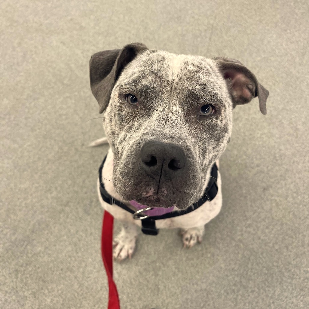 Sweet Pepper D12265