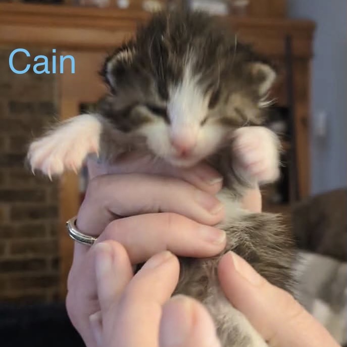 Cain