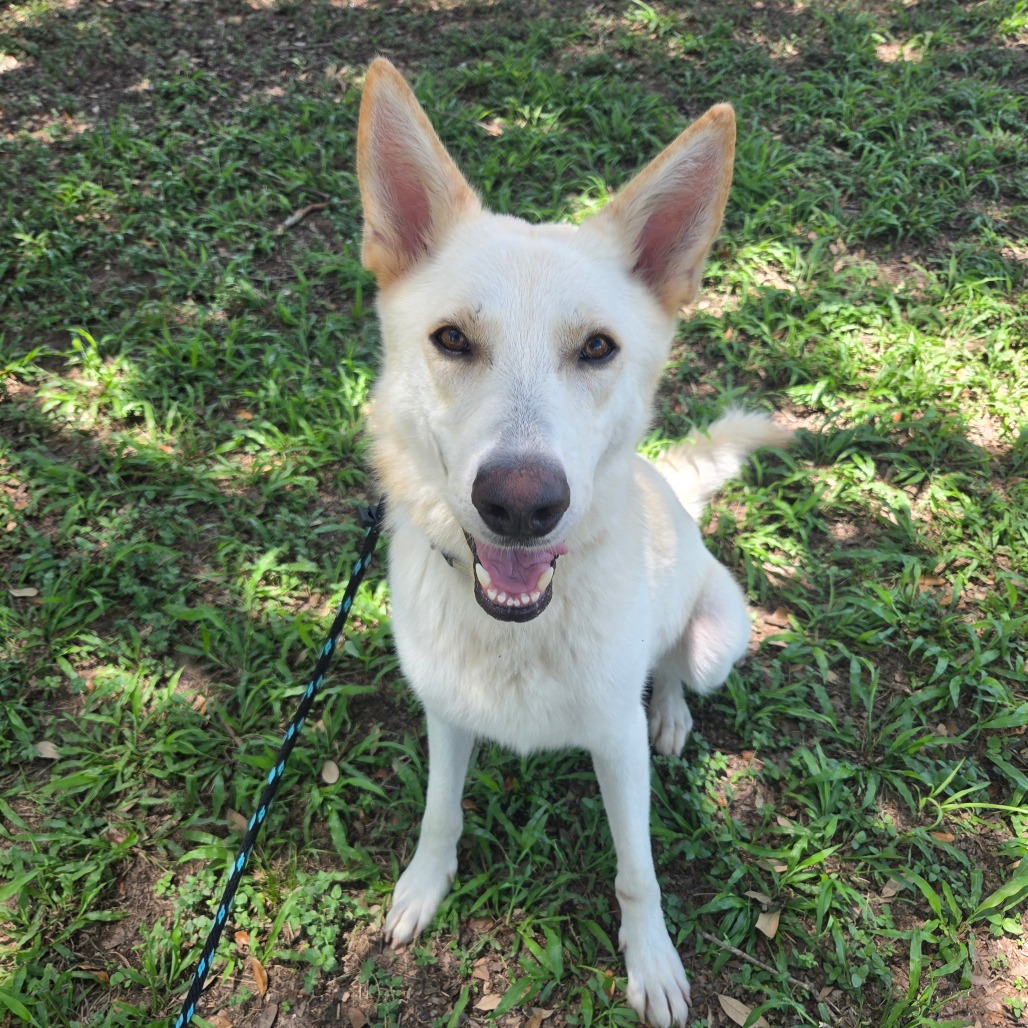 TIGGER - Shepherd / Husky available for adoption