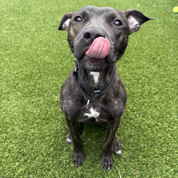 Photo of Root Beer 6