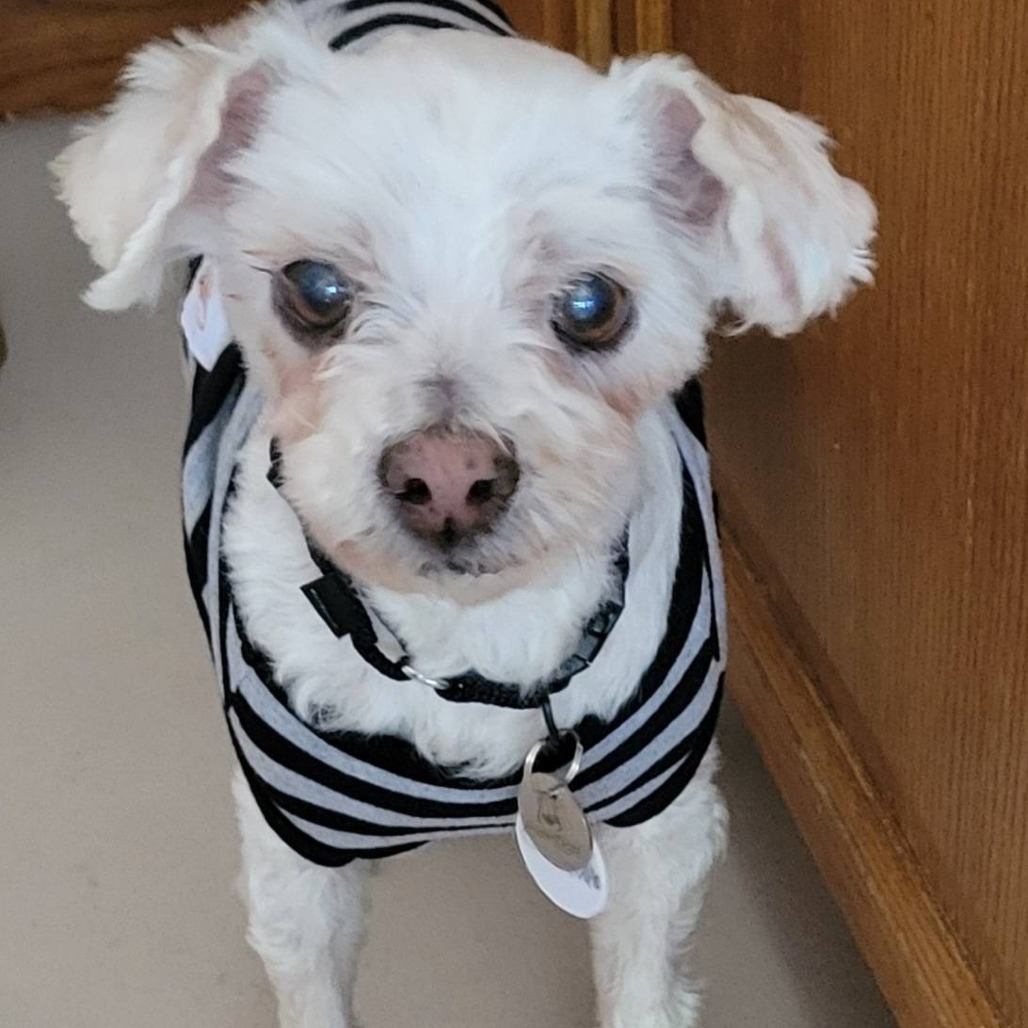 Chalupa, photo 7