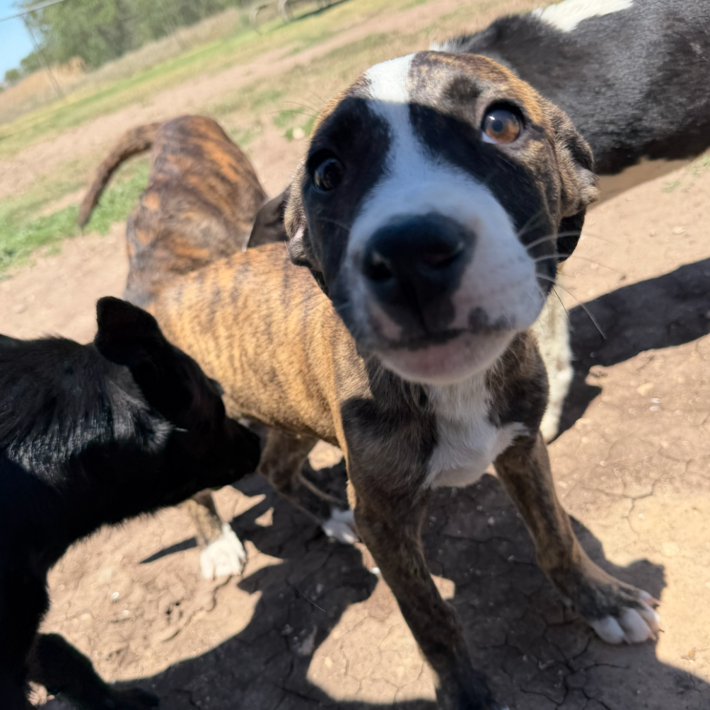Dean, adopted
