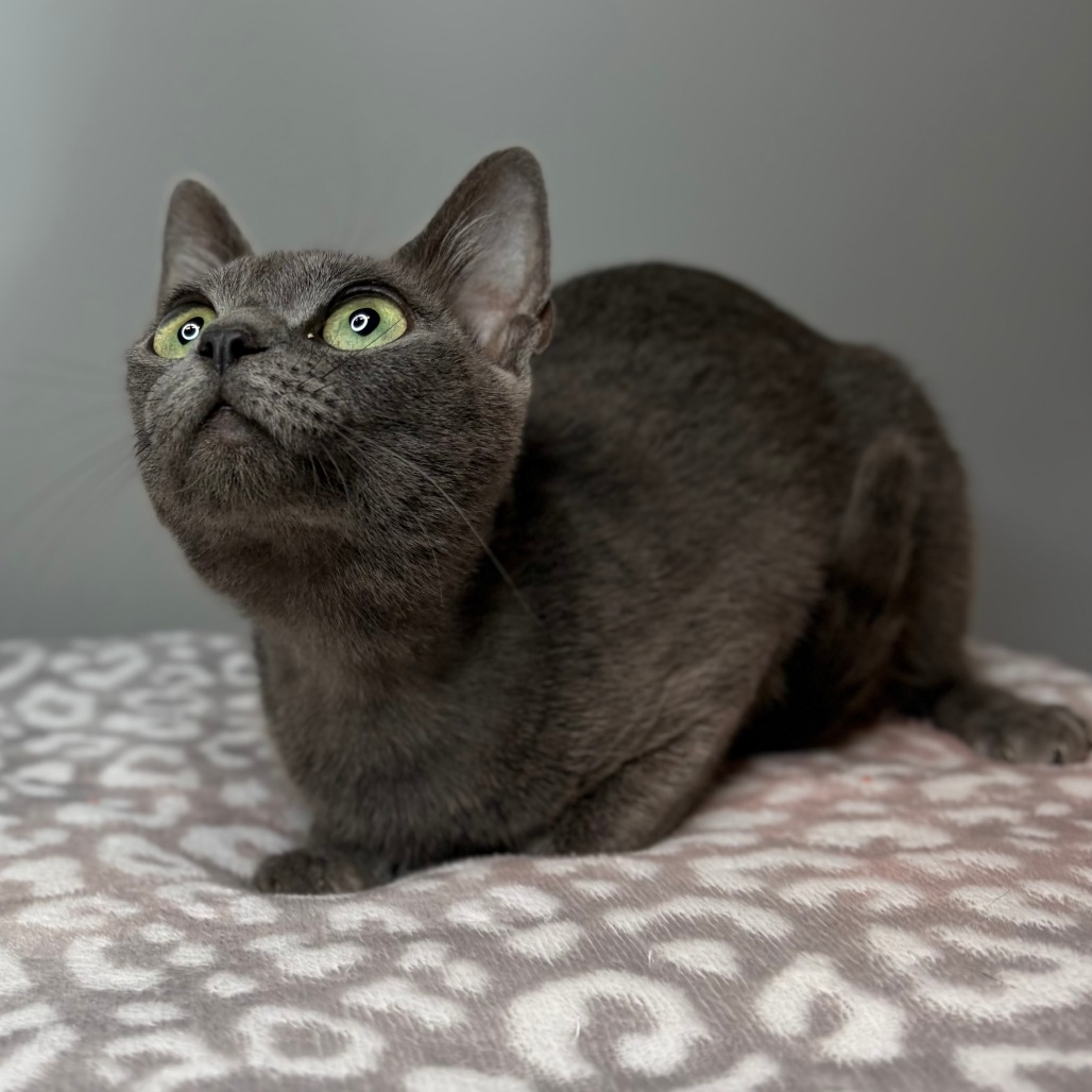 LONDON FOG - Domestic Shorthair / Russian Blue available for adoption