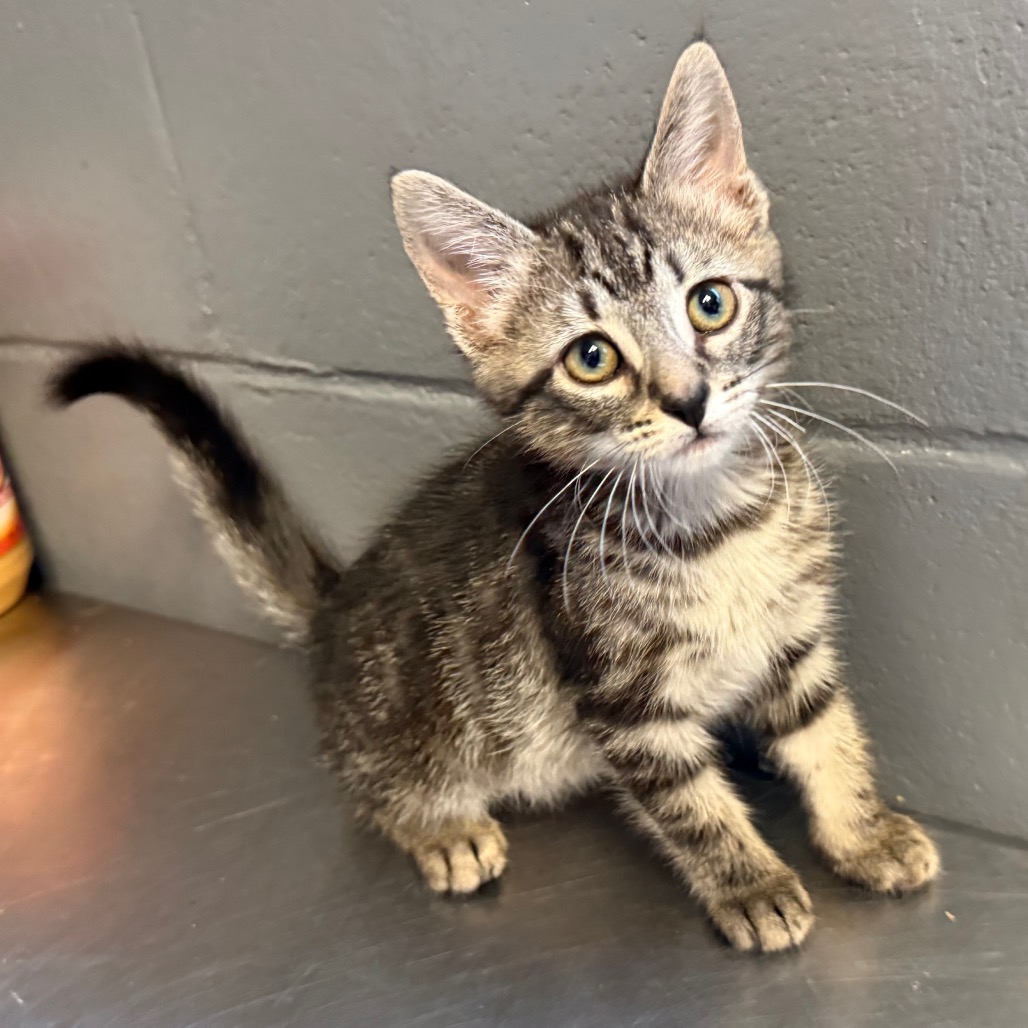 Tusc Stray 84527 2