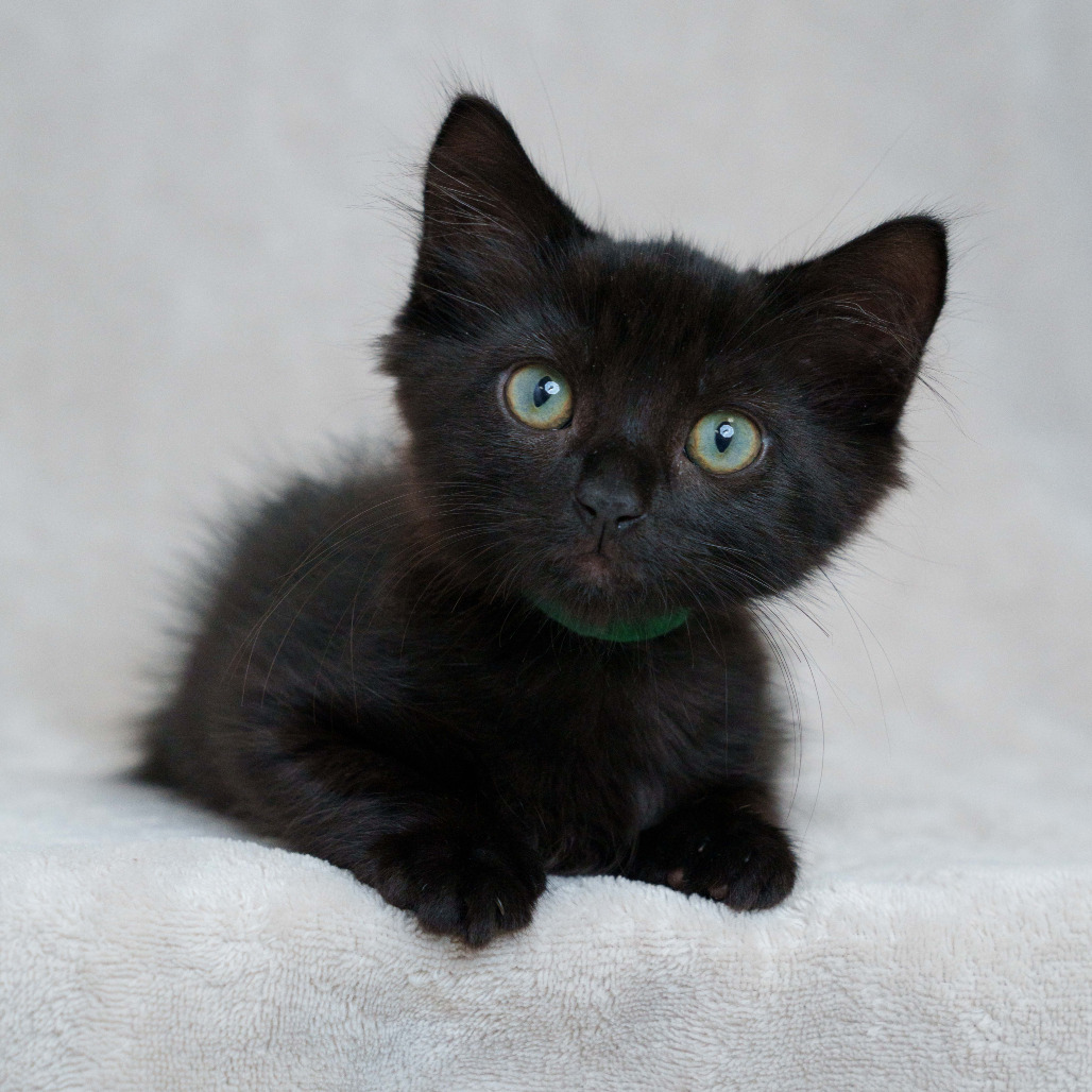 Quark (Green Collar)