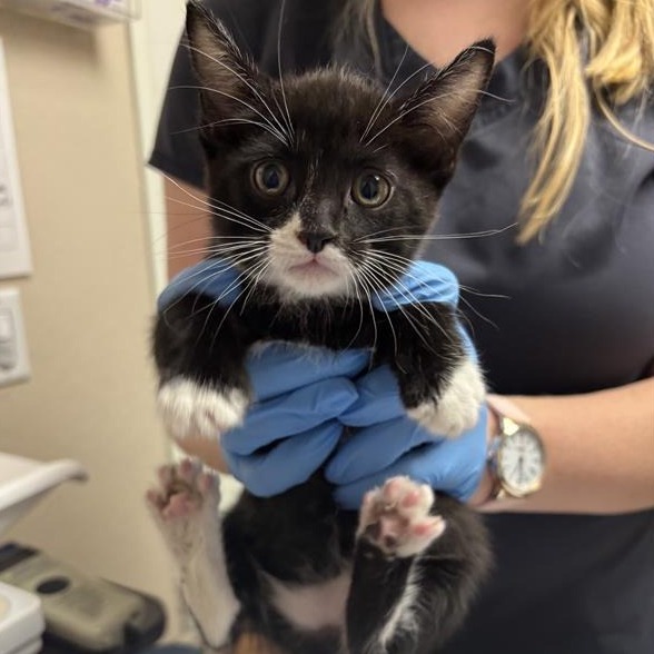 Deacon: Male 2 Domestic Shorthair