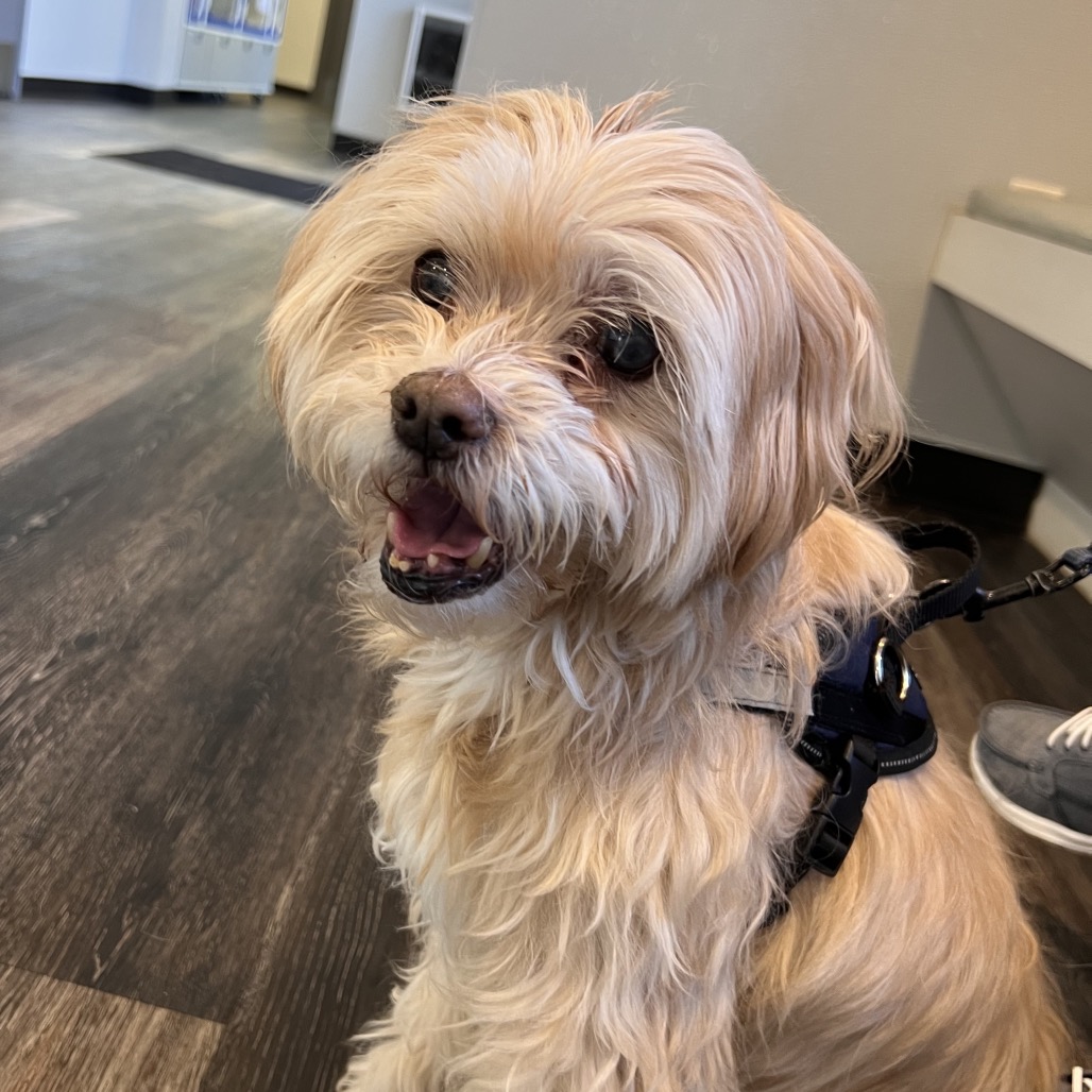 Crouton (Jelani), photo 10