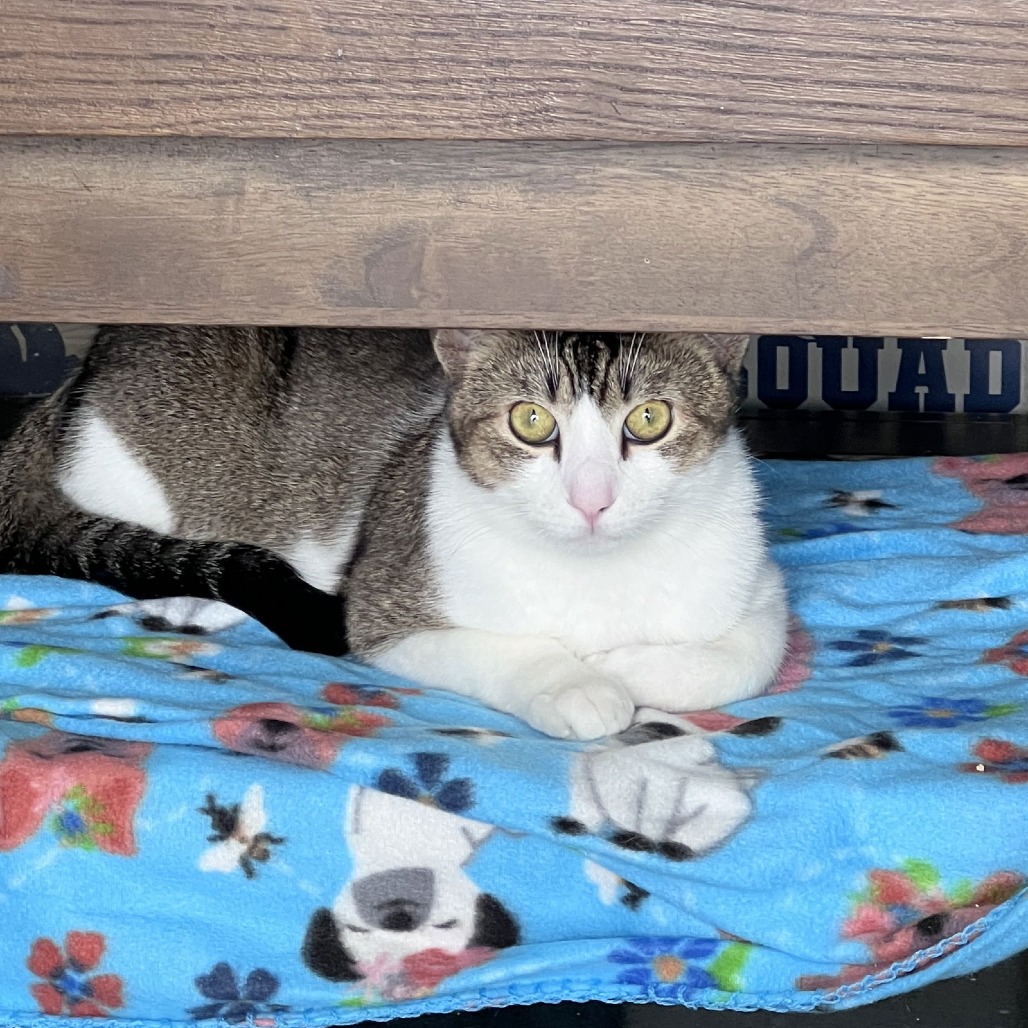 Baccarat — thumbnail 2