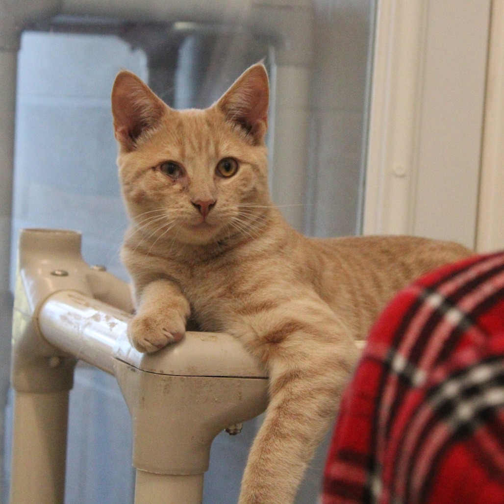 ARCHIE (BONDED TO BLAZE) - Domestic Shorthair available for adoption