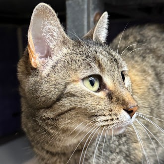 Emma Peal — thumbnail 8