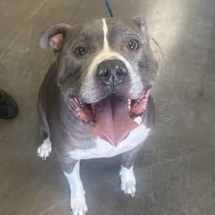 Tyson, photo 3