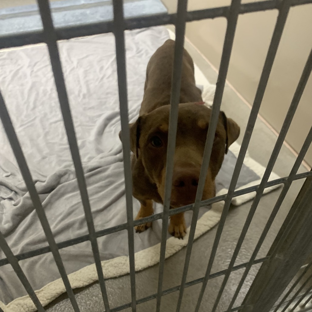 Kennel#8 Willy's preview photo