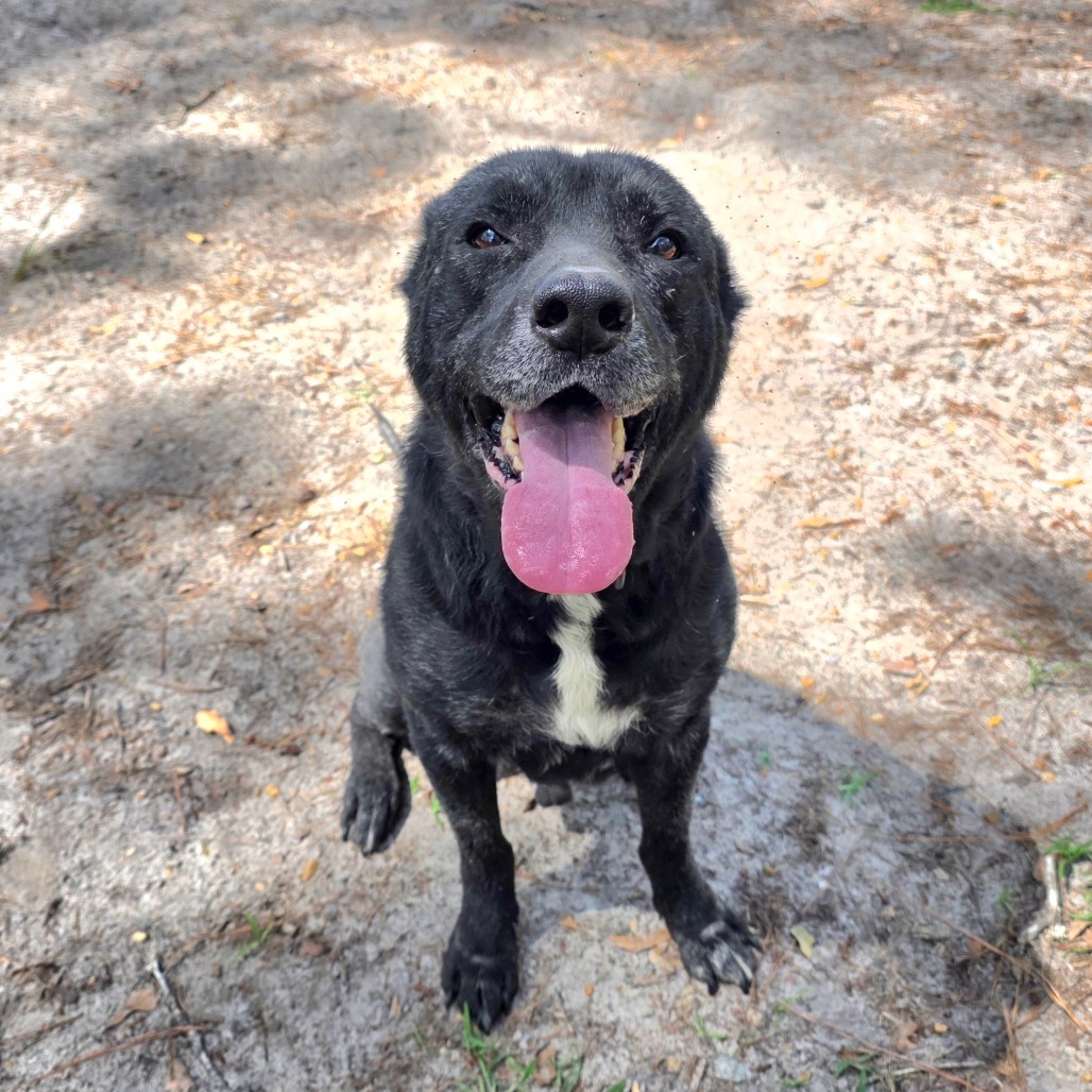 Dozer, photo 7