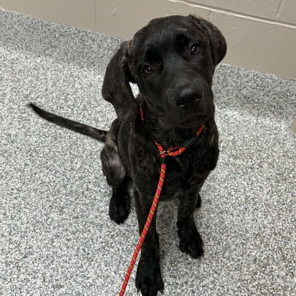 BARNABY - Mastiff / Mixed Breed (Large) available for adoption