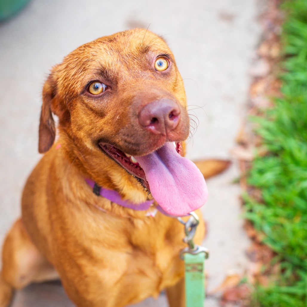HAZEL - Retriever, Labrador / Feist available for adoption