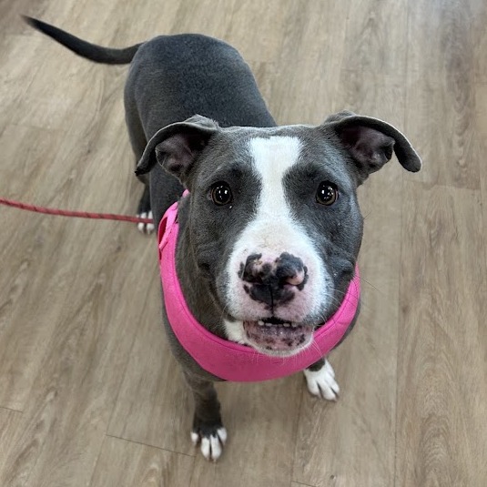 Skye — thumbnail 4